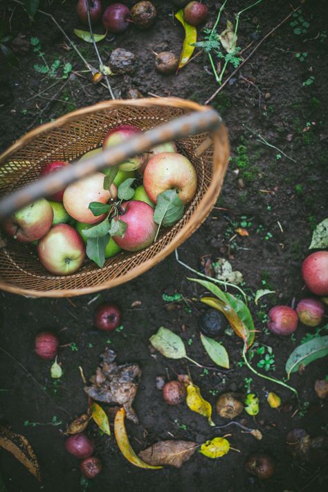 Apple Tree Farm, Photography Presets, Winter Presets, Apple Orchard, Photo Cake, Holiday Entertaining, Apple Tree, Lightroom Preset, Simple Pleasures