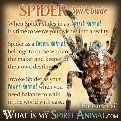 Spider Symbolism & Meaning | Spirit, Totem & Power Animal Spider Symbolism, Animal Totem Spirit Guides, Spirit Animal Meaning, Symbolism Meaning, Animal Meanings, Spirit Animal Totem, Totem Animals, Animal Spirit Guide, Spiritual Animal