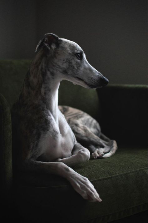 Whippet Photography, Greyhound Aesthetic, Greyhound Photography, Moody Lighting, Greyhound Art, Whippet Dog, Very Cute Dogs, Dog Photograph, Grey Hound Dog