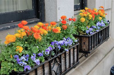 Garden Bytes from the Big Apple: SPRING FOR ORANGE AND PURPLE Ranunculus Flower, Purple Pansies, Garden Vases, Tulip Bulbs, Flower Pot Garden, Garden Containers, The Big Apple, Window Boxes, Real Plants