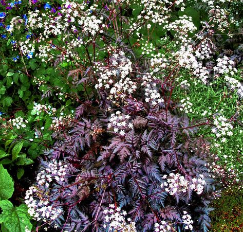 ANTHRISCUS SYLVESTRIS 'RAVENSWING' Seed Raising, Grassy Meadow, Open Days, Water Wise, Hardy Perennials, Trees And Shrubs, Garden Paths, Water Garden, Garden Planning