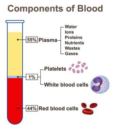 Phlebotomy Aesthetic Notes, Phlebotomy Project Ideas, Clinical Medical Assistant Aesthetic, Phlebotomy Study Notes, Phlebotomy Aesthetic, Medical Assistant Aesthetic, Phlebotomy Notes, What Is Blood, Phlebotomy Study