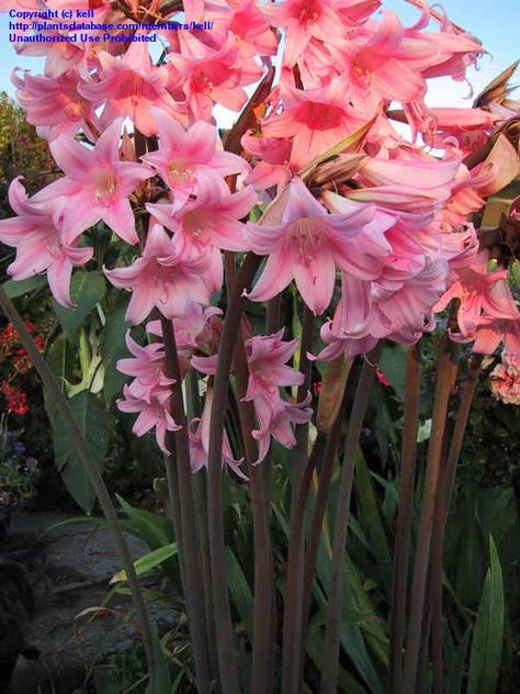 This is naked lady belladonna, my sweet sista got me two of these:) Amaryllis Belladonna, Nursery Trees, Trees Nursery, Pink Perennials, Nursery Plants, Plants Nursery, Nursery Garden, Amaryllis Flowers, Amaryllis Bulbs