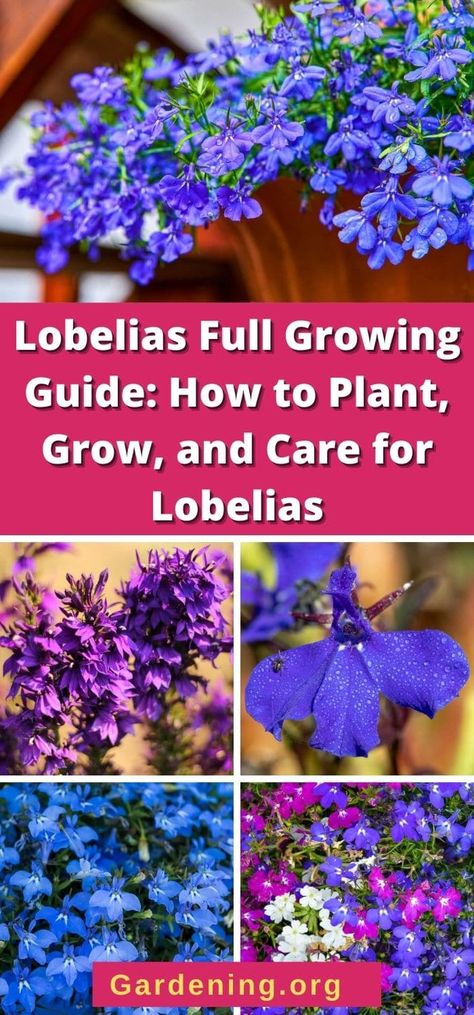 Lobelia Flowers, Backyard Flowers Garden, Front Yard Garden Design, Annual Flowers, Flowering Plants, Front Yard Garden, Low Maintenance Plants, Flowering Shrubs, Deck Garden