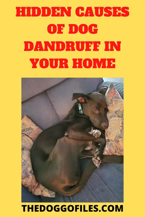 Black Dog curled up in arm chair with two pillows. Text:. Hidden causes of dog dandruff in your home. Puppy Dandruff Remedies, Dog Dandruff Remedy Diy, Dog Dander Remedy, Dog Dandruff Remedy, Pepper Ideas, Bad Dandruff, What Causes Dandruff, Dog Dandruff, Dandruff Causes