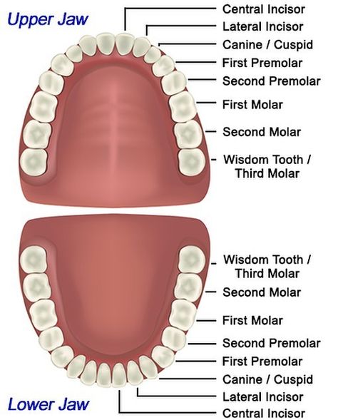 Do you know what the different types of teeth are? Check out this diagram that shows the four types of teeth we have and more! . . . . .… Teeth Diagram, Tooth Anatomy, Anatomy Education, Dental Assistant Study, Teeth Anatomy, Dental Hygiene School, Molar Tooth, Dental Anatomy, Human Teeth