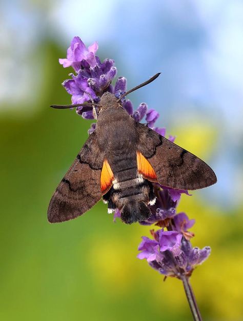 Hummingbird Hawk Moth, Air Animals, Hummingbird Moth, Angel Spirit, Garden Mural, Tattoo Butterfly, Hawk Moth, Moth Tattoo, Drawing Inspo