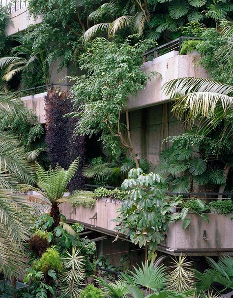 Building Balcony, Barbican Conservatory, Tanaman Air, The Barbican, Plants Growing, Balcony Plants, Vertical Gardens, Plants Nature, Green Architecture