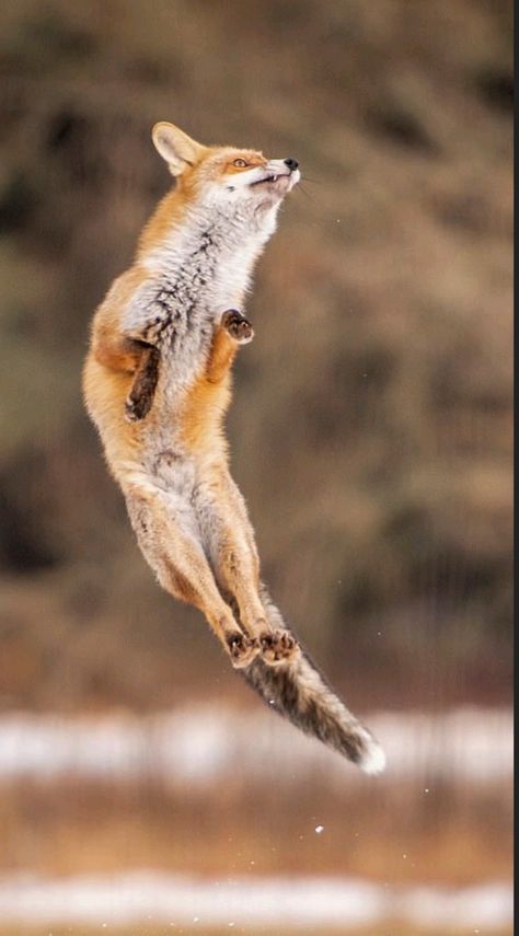 Fox Anatomy, Fox Reference, Fox Jumping, Jumping Fox, Fox Running, Wallpaper Animals, Fox Drawing, Fox Pictures, Foxes Photography