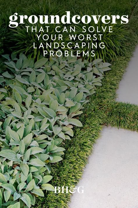 When you feel like tossing a big rug over your yard and calling it good, often what you really need is the right groundcover plants. These dependable, hardworking species grow densely to carpet the ground with minimal fuss. #groundcover #grassalternatives #landscaping #lawnalternatives #bhg Cute Simple Landscape Ideas, Landscaping Easy To Maintain, In Ground Planter Ideas, Front Yard Landscaping Hardscape, Tree Root Garden Ideas, Easy Xeriscape Front Yard, No Flower Landscape Ideas, Best Plants For Side Of House, Front Yard Low Maintenance Flower Bed Ideas