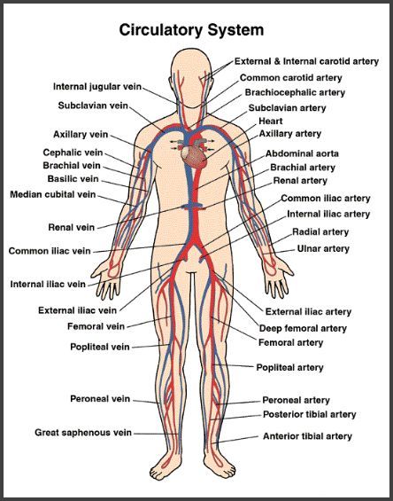 Human Heart Coloring Worksheet ... Circulatory System Diseases, Hypertension Medications, Hypertension Nursing, Human Circulatory System, Gestational Hypertension, Abdominal Aorta, Hypertension Diet, Blood Pressure Medicine, Arteries And Veins