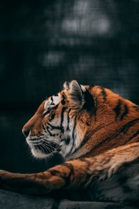 Amanpreet Deol (@amanpreetdeol1) | Unsplash Photo Community Tiger Wallpaper Iphone, Tigre Y Dragon, Tiger Spirit Animal, Tiger Artwork, Lion Photography, Tiger Wallpaper, Wild Animals Pictures, Cat Artwork, Super Cute Animals