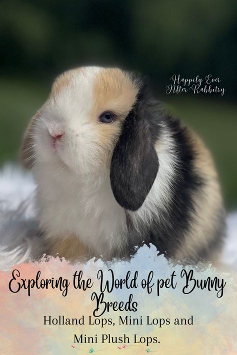 Each of these breeds offers its own unique characteristics and charm, making them excellent choices for those seeking a furry, small-sized companion. Mini Holland Lop Bunnies, Bunny Holland Lop, Bunny Lop Holland, Harlequin Holland Lop Bunnies, Pet Bunny Rabbits Mini Lop, Harlequin Holland Lop, Lop Bunnies, Holland Lop Bunnies, Mini Lop