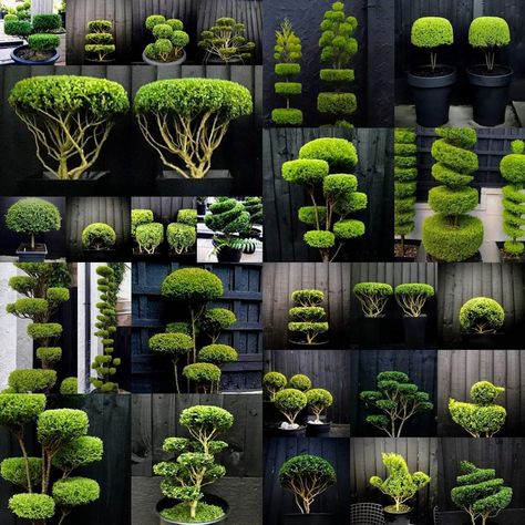 Topiary Ideas, Boxwood Garden, Japanese Garden Landscape, Topiary Garden, Backyard Garden Landscape, Japanese Garden Design, Bonsai Garden, Garden Landscape Design, Diy Farmhouse