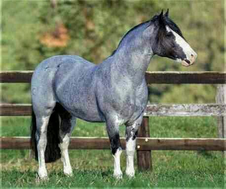 Blue Roan Horse, Unusual Horse, Horse Markings, Beautiful Horse Pictures, Paint Horse, Pumping Iron, Blue Roan, Most Beautiful Horses, Majestic Horse