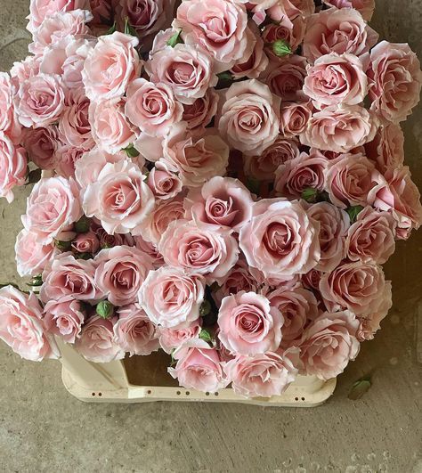 PHILIPPA CRADDOCK on Instagram: “Are these not just the prettiest?! Pink Majolika spray roses, and when they fully open, they are even more spectacular. A busy week ahead…” Pink Spray Roses, Philippa Craddock, Atlanta Apartments, Spray Roses, Pink Flowers, Atlanta, Floral Wreath, Roses, Spray