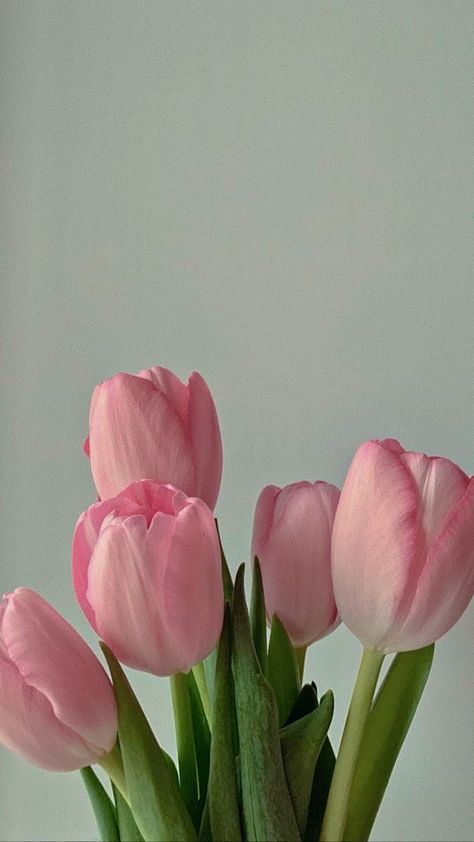 Aesthetic Flower Wallpaper, Vintage Flowers Wallpaper, Wallpaper Flower, Aesthetic Flower, Flowers Wallpaper, Pink Tulips, Video Editor, Flower Wallpaper, Your Soul