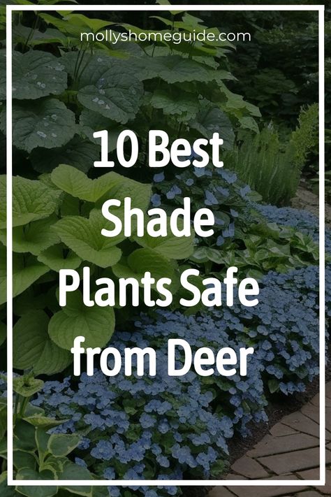 Discover a variety of beautiful deer resistant shade plants to enhance your garden. Create a stunning deer resistant landscape with top shade plants that deer won't eat. Explore colorful deer-resistant perennials and shrubs to add vibrancy to your outdoor space. Plan your deer resistant garden bed effortlessly with our selection of the best shades plants. Incorporate these Deer-resistant annuals into your garden for long-lasting beauty. Deer Resistant Landscaping Shade, Deer Resistant Perennial Garden Plan, Plants Deer Will Not Eat, Deer Resistant Shade Garden, Deer Resistant Landscaping Shrubs, Deer Resistant Garden Plans, Tall Shade Plants, Deer Proof Garden, Best Shade Plants