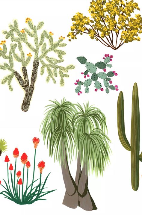 illustrated guide to California desert/Palm Springs native plants Desert Palm, Mexican Plants, Palm Springs Desert Landscape, Desert Plants Illustration, Palm Springs Backyard, Palm Springs Watercolor, Cactus Desert Illustration, Palm Desert California, Palm Tree Botanical Illustration