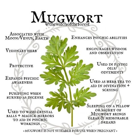 The Witch of the Forest ☾ on Instagram: “🍃 𝕄𝕦𝕘𝕨𝕠𝕣𝕥 🍃 Mugwort is a popular herb among Witches. It’s a psychic associated with the Moon and Venus and is also very protective. Known…” Mugwort Magical Properties, How To Identify Mugwort, Witchy Food, Mugwort Essential Oil, St. John’s Wort Magical Properties, Witch Forest, Medicinal Herbs Remedies, Psychic Dreams, Witches Garden