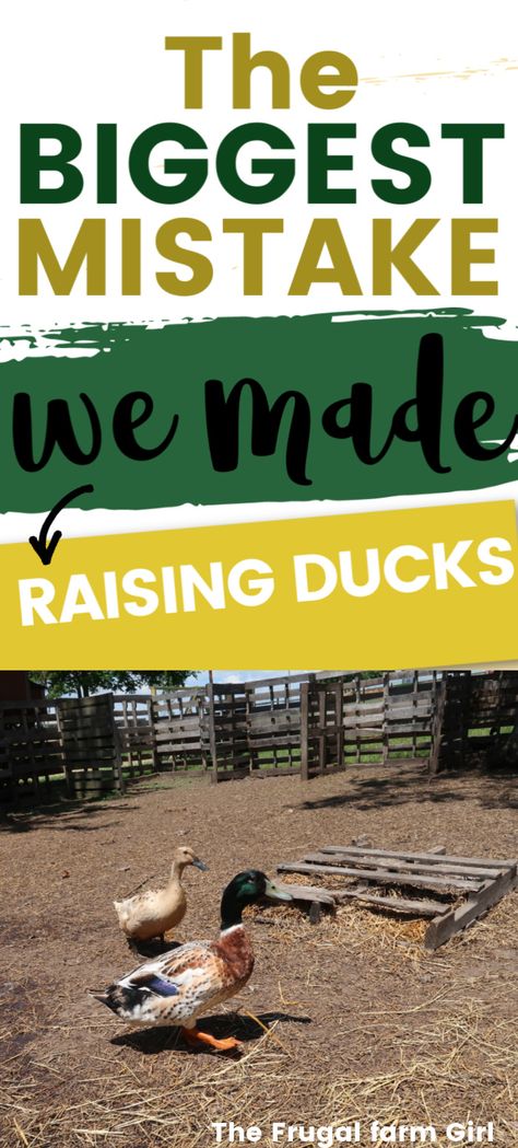 Small Duck Enclosure Ideas, Homemade Duck Coop, Duck Coops Diy Cheap, Duck Farming Ideas, Ducks And Chickens, Duck Fence Ideas, Duck Hacks Diy, Ducks House, Raising Ducks With Chickens