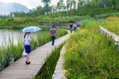 Courtesy of Turenscape Wetland Park, Floating Garden, Urban Landscape Design, Park Landscape, Landscape And Urbanism, River Park, Landscape Architecture Design, Landscape Plans, Rain Garden