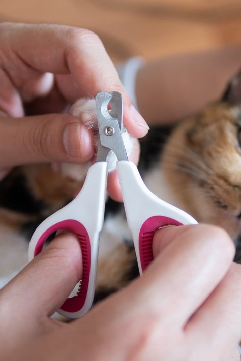 How Often Should I Trim My Cat's Nails? Cut Cat Nails, Trim Cat Nails, Cut Nails, Polydactyl Cat, Paw Care, Cut Cat, How To Cut Nails, Pet Wellness, Cat Garden