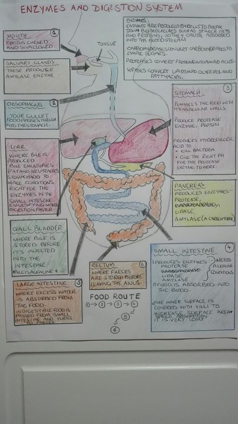 Digestion and enzymes GCSE revision Enzymes In Digestive System, Biology Revision Gcse Mitosis, Digestive Enzymes Notes, Digestive Enzymes Biology Notes, Digestive System Notes Aesthetic, Enzymes Biology Notes, Biology Revision Gcse, Digestive System Notes, Digestion Notes