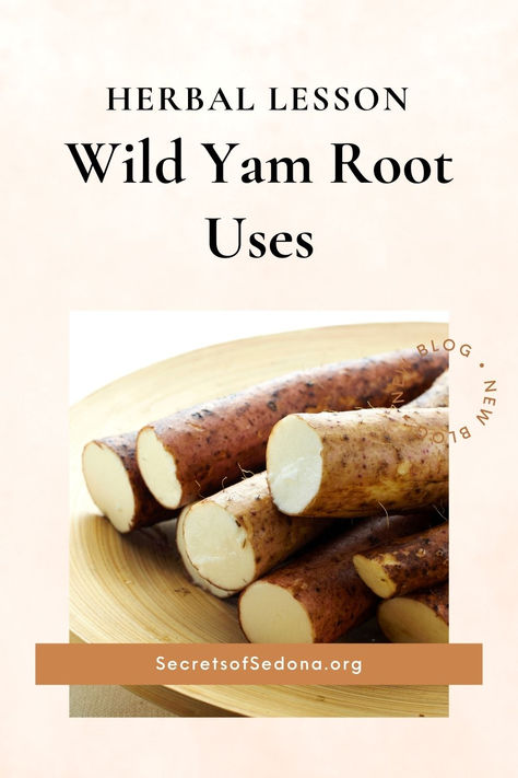 Derived from the species Dioscorea villosa, wild yam root contains an array of bioactive compounds, particularly diosgenin, which has been credited for many of its purported healing properties. Let’s dive into some of the most notable uses of wild yam root, particularly in addressing women’s health issues, digestive concerns, and inflammation. Wild Yam Root Benefits For Women, Wild Yam Benefits For Women, Wild Yam Benefits, White Yam, Learning Herbs, Medicine Herbs, Wild Yam, Herb Shop, Liver Detoxification