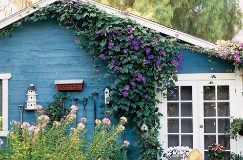 42 Most Beautiful Vines Ideas To Refreshing Your Outdoors | Home Design And Interior Morning Glory Plant, Small Fish Pond, Morning Glory Vine, Morning Glory Flowers, Garden Vines, Tv Wall Decor, Pond Design, Fish Pond, Bougainvillea