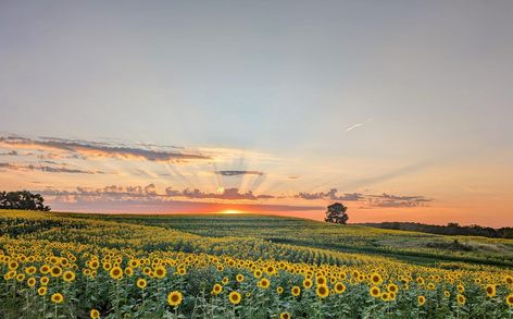 Farm Cover Photo, Landscape Wallpaper Desktop Hd, Farm Wallpaper, Sunflower Field, Sunflower Fields, Landscape Wallpaper, Phone Wallpapers, Cover Photos, Desktop Wallpaper