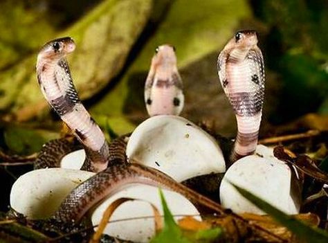 Baby king cobras Baby Cobra, Indian Cobra, King Cobra Snake, Poisonous Snakes, Sea Snake, Super Snake, Coral Snake, Snake Lovers, Cobra Snake