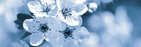 Blue Flower Banner Discord, Cute Twt Banner, Cute Blue Header, Twitter Header Photos Blue, Twitter Header Flowers, Blue And White Twitter Header, Flower Discord Banner, Cute Blue Banner, Blue Widget Long