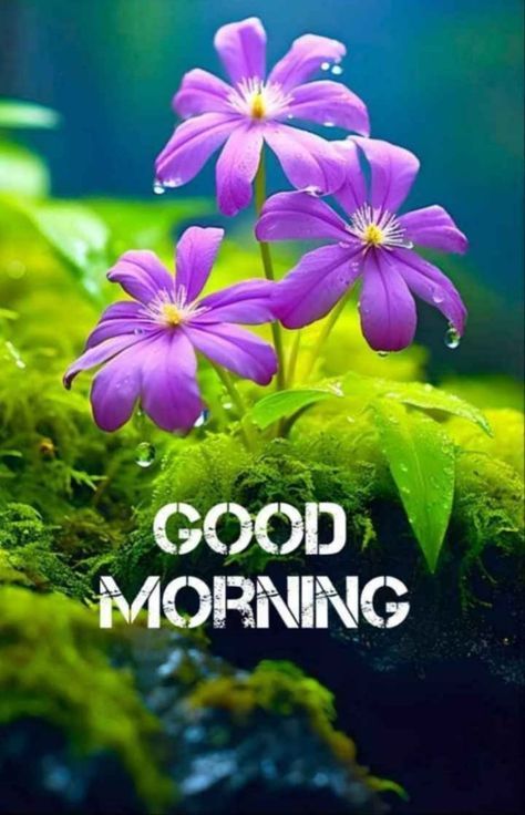 Best Good Morning Images Flowers, Beautiful Good Morning Images Flower, Positive Good Morning Quotes Inspiration Beautiful, Happy Morning Images, Backlight Photography, Good Day Images, Good Morning Monday Images, Good Morning Posters, New Good Morning