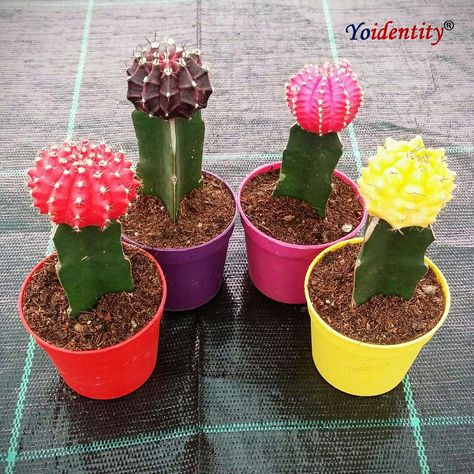 Mini Cactus Garden, Land Scaping, Types Of Succulents Plants, Propagate Succulents, Moon Cactus, Succulent Garden Indoor, Plant Wishlist, Tiny Cactus, Plant Magic