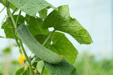 Burpless Cucumber, Cucumber Plants, Cucumber Varieties, Tomato Fertilizer, Bee Friendly Plants, Cucumber Beetles, Cucumber Plant, Easy Plants To Grow, Growing Cucumbers