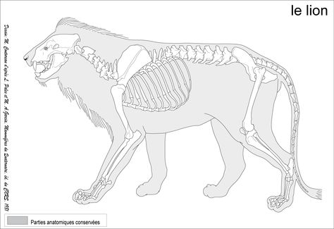 Panthera leo Lion Anatomy, Skeleton Animals, Feline Anatomy, Animal Skeleton, Graphic Novel Illustration, Anatomy Bones, Skeleton Anatomy, Panthera Leo, Cats Art Drawing