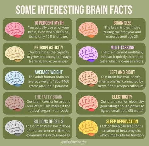 Brain Anatomy And Function, Brain Size, Psychology Notes, Brain Surgeon, Psychology Studies, Brain Facts, Brain Anatomy, Mental Health Facts, Brain Science