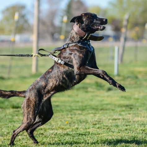 Kenenisa Bekele, Rottweiler Pictures, Dutch Shepherd Dog, Types Of Dogs Breeds, Show Dogs, Fit Dogs, Dutch Shepherd, Dog Anatomy, Dog Sports