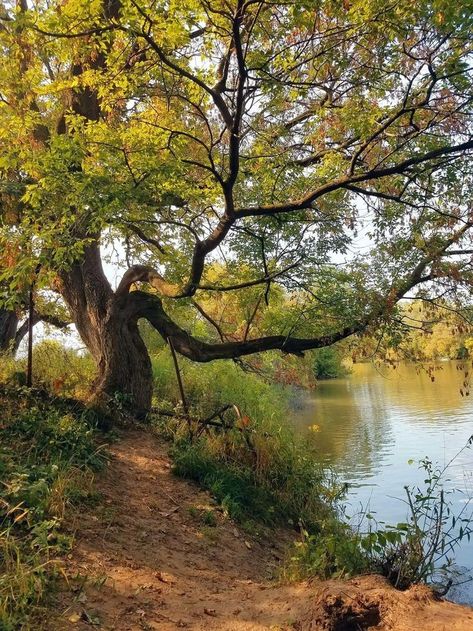 Water Brook Nature, Land Scape Photography, Vertical Landscape, Lake Art, Old Tree, Old Trees, Landscape Photography Nature, Landscape Art Painting, Landscape Artwork