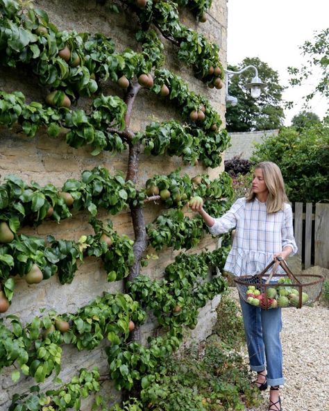 ESPALIERED PEARS Fairgreen Farm. Amanda Brooks author and blogger @amandacbrooks collecting pears at her home in the Cotswolds. Not only is espaliering your fruit trees ornamental it is a great space saver whilst producing bigger fruit and it is so much easier to harvest. Here the pear tree is trained on a lovely stonewall and of course they have blossom in Spring ! I love your style blog #espalier #espalierfruittrees #peartree #fruitharvest #treetraining #gardeninspiration #gardensofinstagr... Reban Ayam, Amanda Brooks, Espalier Fruit Trees, نباتات منزلية, Potager Garden, Perfect Backyard, Have Inspiration, Vegetable Garden Design, Backyard Makeover