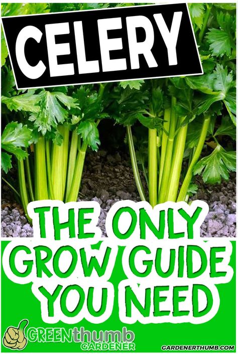 Growing Vegetables In Raised Beds, How To Grow Celery, How To Plant Celery, Growing Celery In Garden, Celery Planting How To Grow, How To Grow Celery Plants, Vegetable Garden Ideas, Grow Celery From Stalk Indoors, Growing Celery From Seed