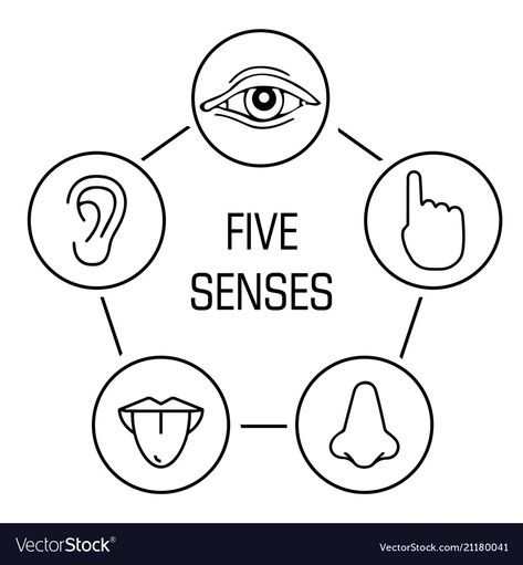 Senses Drawing, Human Senses, Body Outline, Symbol Drawing, Outline Images, Reference Art, Five Senses, Kids Study, School Curriculum