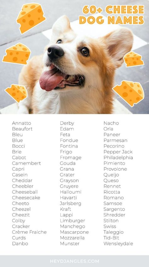 60+ CUTE CHEESE NAMES FOR DOGS - Hey, Djangles. Cheese inspired dog names, cheese related pet names, new dog, dog name ideas, food related dog names, incl. Cheddar, Gouda, Halloumi and more… Funny Names For Dogs, Cheese Names, Cute Animal Names, Popular Dog Names, Cute Puppy Names, Cute Pet Names, Girl Dog Names, Female Dog Names, Cute Names For Dogs