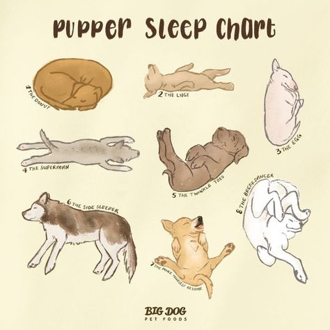 Pupper sleep chart with 8 dogs in different, adorable sleeping positions Dog Sleeping Drawing Reference, Sleeping Dog Tattoo, Dog Laying On Back, Dog Sleeping Illustration, Dog Sleeping Drawing, Sleeping On Back, Sleep Curls, Dog Sleeping Positions, Sleep Chart