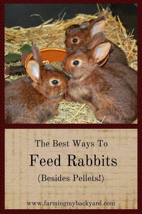 Meat Rabbits Breeds, Raising Rabbits For Meat, Chicken Raising, Rabbit Feeding, Homesteading Animals, Pet Rabbit Care, Rabbit Farm, Meat Rabbits, Raising Farm Animals