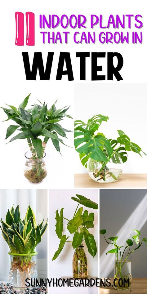 Embark on an eco-friendly indoor gardening adventure with 11 plants that grow in water. This sustainable approach includes care tips for pothos, philodendron, and more, reducing the need for soil and frequent watering. Semi Hydroponic Houseplants, Plants To Grow In Water, Snake Plants In Water, Growing Monstera, Pothos In Water, Rooting Plants, Survival Knowledge, Hydro Plant, Water Plants Indoor