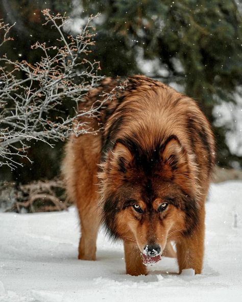 Wolfdog Hybrid, Sturniolo Family, Pet Wolf, Wolf Dogs, Cutee Animals, Unique Dog Breeds, Dog Photograph, Beautiful Wolves, Cool Animals