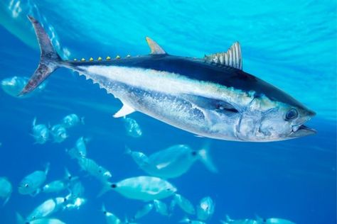 Ada yang berukuran kecil, ada pula yang sangat besar Atlantic Bluefin Tuna, Pesca In Mare, Ikan Air Tawar, Bluefin Tuna, Tuna Fish, Fish Stock, Poppy Painting, Small Fish, Endangered Animals