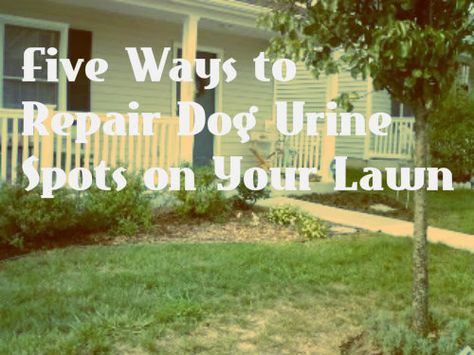 To Repair Dead Grass Spots from Dog Pee- Neutralize the nitrogen with baking soda. Pour 2 tablespoons of baking soda dissolved in a gallon of water on a burn spot, which neutralizes the concentrated amounts of ammonia and nitrogen in the dog pee that burned the grass. Lawn Repair, Dog Urine, Dog Pee, Gallon Of Water, Yard Work, Brown Spots, Garden Tips, Lawn And Garden, The Grass